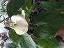 FloresBella - floricultura - somos uma empresa especializada em plantas para cultivo e insumos para jardinagem em geral.