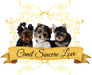 Canil Sincere Love - criação e venda de cães da raça Yorkshire Terrier Clássico e coloridos - Criamos as raças Yorkshire Terriee clássico, Yorkshire Biewer Terrier, Yorkshire Biro, yorkshire chocolate, yorkshire Black. Eles são criados soltos, em nosso convívio com muito amor e carinho.