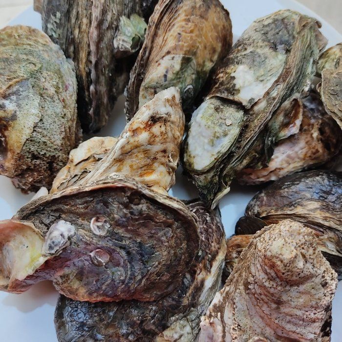 Frutos do Mar - Peixaria Delivery - Ostras