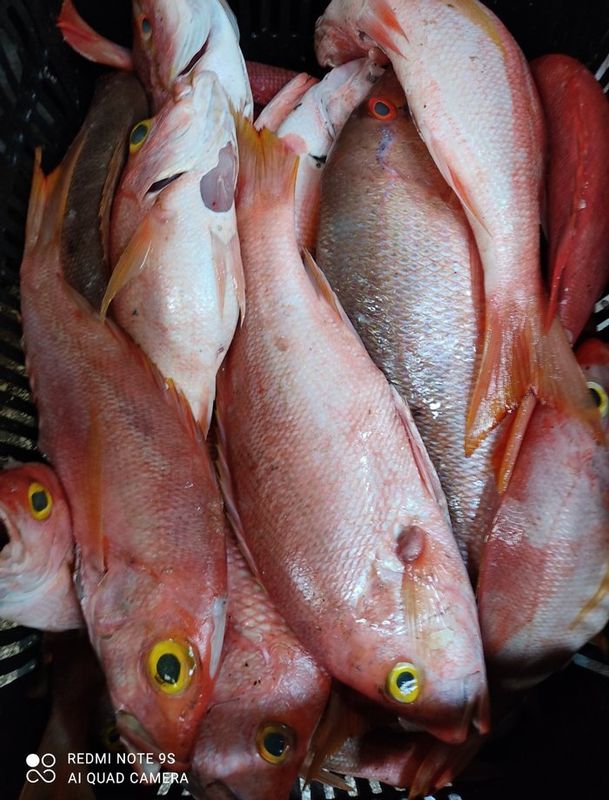Frutos do Mar - Peixaria Delivery - Peixe Vermelho