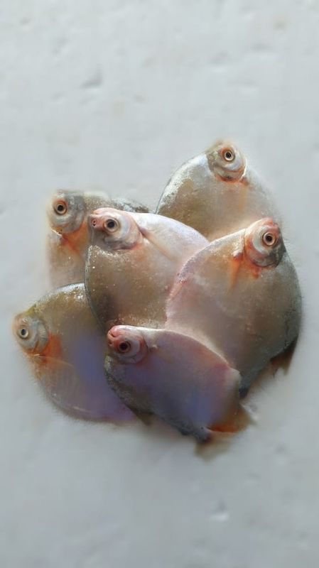 Peixaria Rio Purus - A QUI TEM PEIXE DE QUALIDADE - PACU