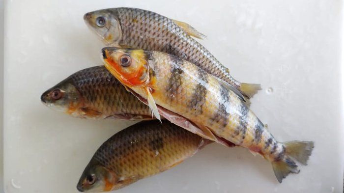 Peixaria Rio Purus - A QUI TEM PEIXE DE QUALIDADE - PIAU DE IGARAPÉ
