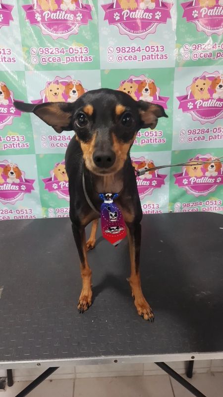 Patitas Estética Animal - Canino - Banho porte pequeno