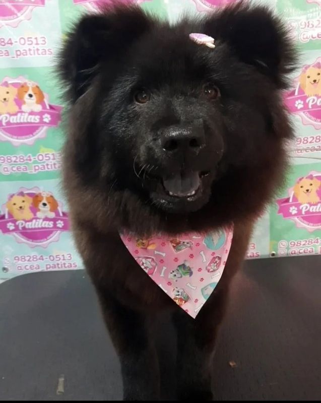 Patitas Estética Animal - Canino - Banho Chow Chow