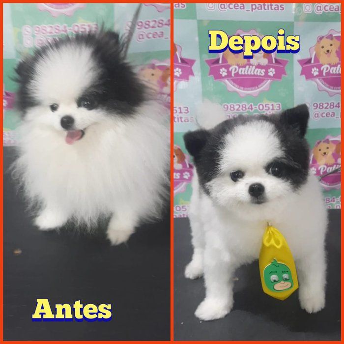 Patitas Estética Animal - Canino - Spitz Alemão