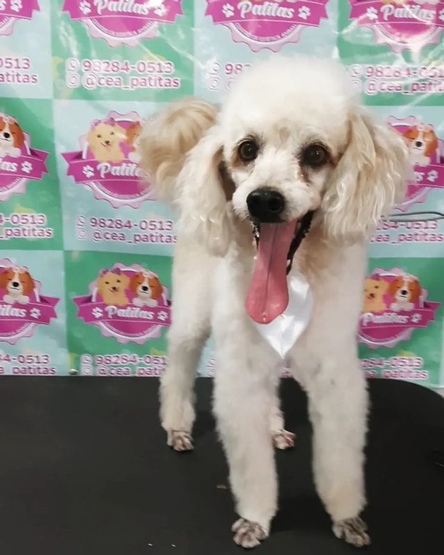 Patitas Estética Animal - Canino - Tosa Poodle na tesoura