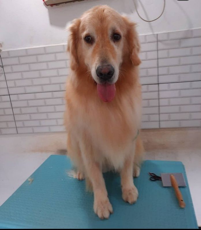 Patitas Estética Animal - Canino - Banho Golden Retriever