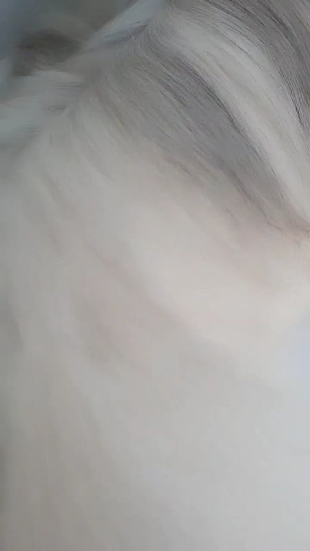 Patitas Estética Animal  - Canino - Hidratação 