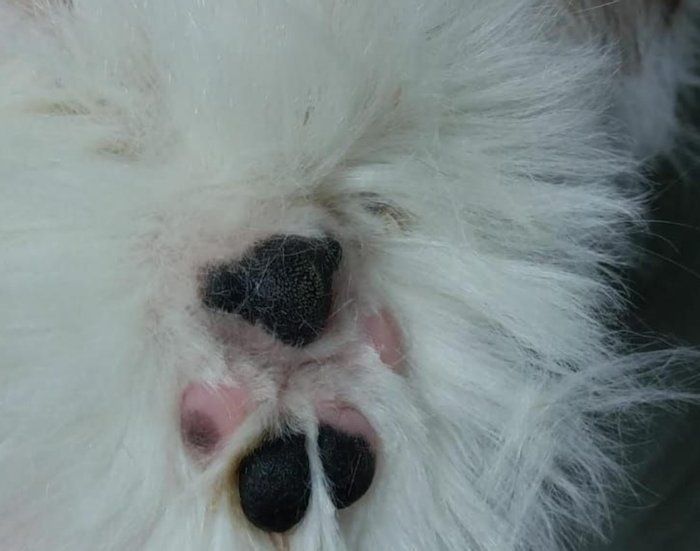 Patitas Estética Animal  - Canino - Banho com tosa higiênica 