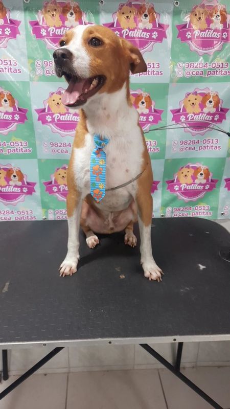 Patitas Estética Animal - Canino - Banho porte Médio pelo curto