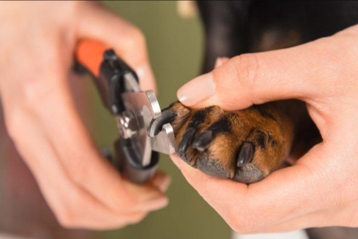 Patitas Estética Animal - Canino - Corte de unha