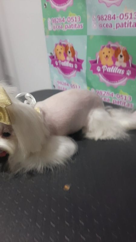 Patitas Estética Animal - Canino - Tosa Asiática