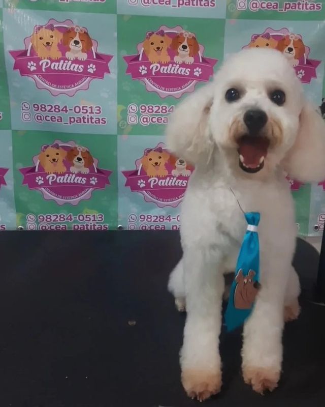 Patitas Estética Animal - Canino - Tosa Poodle a tesoura