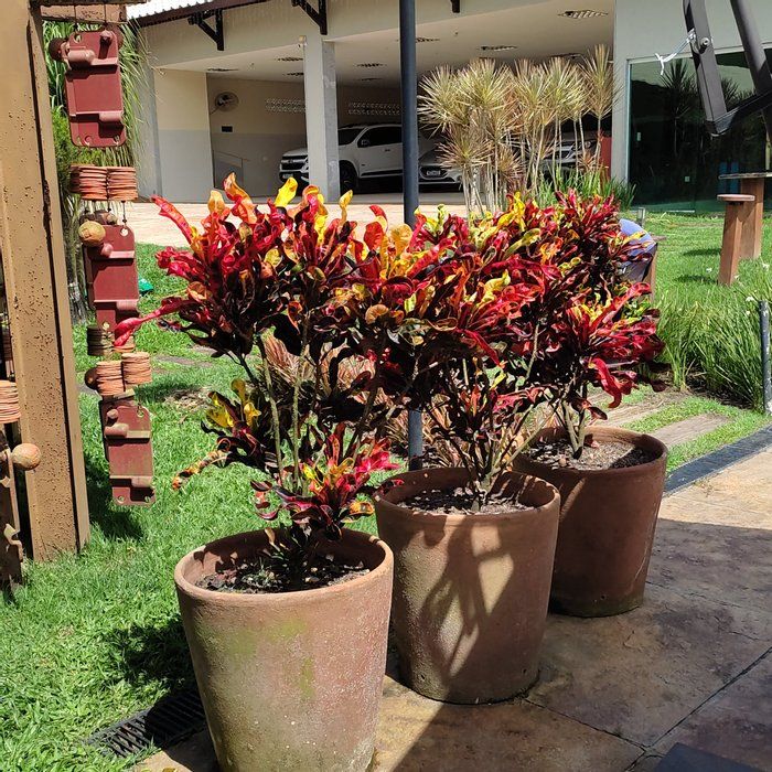 shallon plantas e paisagismo - paisagismo - jardinagens
