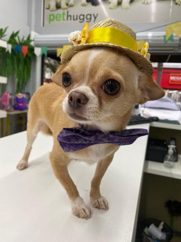 Fabricio Sorgatto Kuyven - 🐕🦺PetShop / Spa Animal / Banho / Rações - Promoção! Banho a partir de R$ 35,00