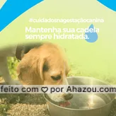 Oferecer sempre uma água fresca é essencial para mantê-la saudável e hidratada no período gestacional. #medicinaveterinaria #medvet #petvet #vet #AhazouPet #veterinaria #veterinarian #veterinario #veterinary #vetpet #dicas #cuidados #gestaçãopet 