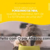 Uau! Portanto se você quiser ter esses bichinhos, preste atenção nessa característica e procure pelas opções de evitar essa reprodução desenfreada. #porquinhodaindia #curiosidadeanimal #AhazouPet  #ilovepets #petoftheday #petlovers #petsofinstagram