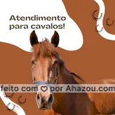 Cavalos de “desenho animado” estão preocupando veterinários