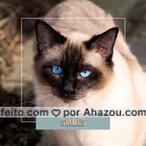 Essa raça super conhecida pelo seu fucinho cinza e seus olhos azuis é imprevisível no seu comportamento, alguns muito ativos e outros muito quietos. Também é uma das raças mais sociáveis e vocais, ou seja: adora estar entre pessoas, animais e se comunicar pelo miado! ? Quem aí ama essa raça comenta aqui ? #siames #ahazoupet #pet  #gato 
