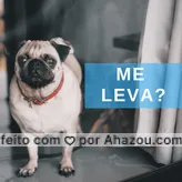 Seu pet também faz essa carinha? #passeio #pet #ahazoupet #ahazou #cachorro