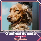 frases e posts para sagitário: O animal do signo de SAGITÁRIO são muito alegres e sair com eles ou dar qualquer coisa para brincar é uma alegria só.  #Sagitario #ahazou #signo