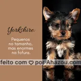 frases e posts para Cachorro: 🐶 Com aproximadamente 4kg de muita fofura, o Yorkshire é um daqueles cachorros que mais parece um ursinho de pelúcia de orelhas empinadas. Se você deseja ter um Yorkshire como seu melhor amigo, é importante saber que eles são muito sociáveis e se dão bem com todo mundo, mas podem ficar muito carentes quando ficam sozinhos por muito tempo. MARQUE alguém que ama Yorkshires para saber disso. 🥰 #Yorkshire #AhazouPet #LoucosporPet #PaidePet #MãedePet #PortePequeno Curiosidades #DicasPet