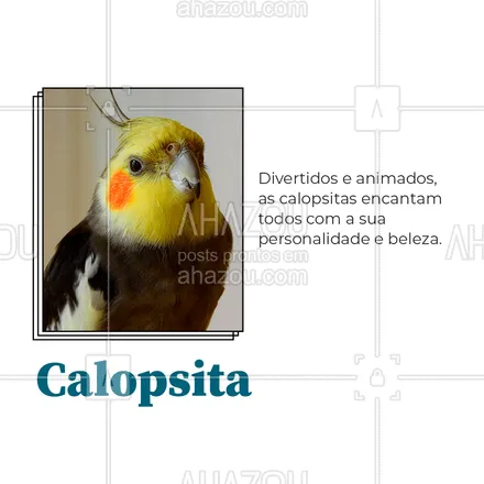posts, legendas e frases de assuntos variados de Pets para whatsapp, instagram e facebook: Se você é amante de pássaros e está procurando por um novo pet ARRASTA PARA O LADO e conheça algumas das espécies que são consideradas como animais domésticos aqui no Brasil.?

#AvesDomésticas #Aves #AhazouPet #Pets #PássarosDomésticos #Periquito #Calopsita #DiamantedeGould #Canário #CarrosselAhz 
