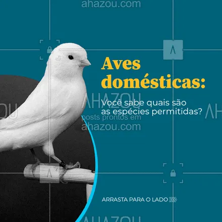 posts, legendas e frases de assuntos variados de Pets para whatsapp, instagram e facebook: Se você é amante de pássaros e está procurando por um novo pet ARRASTA PARA O LADO e conheça algumas das espécies que são consideradas como animais domésticos aqui no Brasil.?

#AvesDomésticas #Aves #AhazouPet #Pets #PássarosDomésticos #Periquito #Calopsita #DiamantedeGould #Canário #CarrosselAhz 
