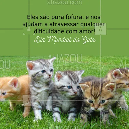 posts, legendas e frases de assuntos variados de Pets para whatsapp, instagram e facebook: O amor de um gatinho pode ser transformador em nossas vidas, nos dando conforto em momentos difíceis e tornando tudo mais bonito. Feliz Dia Mundial do Gato para todos os papais e mamães de gato! ❤️😼  #AhazouPet #diamundialdogato #gatos  #cats  #petlovers  #petsofinstagram  #petoftheday #felinos #amorfelino #miau #gatinhos #frases #frase #motivacional