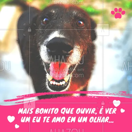 posts, legendas e frases de assuntos variados de Pets para whatsapp, instagram e facebook: O mais verdadeiro... ???
#frase #cachorro #amocachorro #ahazoupet #pet #petlovers