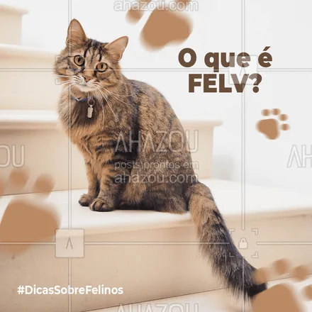 posts, legendas e frases de veterinário para whatsapp, instagram e facebook: FeLV (Feline Leukemia Virus) é a sigla para Leucemia Felina que é uma doença exclusiva dos felinos, causada por um retrovírus que ataca o sistema imunológico dos gatos e provoca infecção permanente. O animal pode se apresentar saudável, mas transmite a doença para outros gatos. Por isso, proteja o seu felino! 🐱❤ #FeLV #leucemiafelina #gatos #felinos #AhazouPet #clinicaveterinaria  #medicinaveterinaria  #petvet  #vet  #veterinaria  #veterinarian  #veterinario  #veterinary  #medvet  #vetpet 