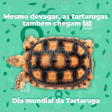 posts, legendas e frases de posts para todos para whatsapp, instagram e facebook: O importante não é a velocidade e sim a constância! Feliz dia mundial da Tartaruga! ?? #tartaruga #diamundialdatartaruga #animais #Terra #ahazou #ahazou 