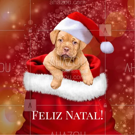 posts, legendas e frases de assuntos variados de Pets para whatsapp, instagram e facebook: Feliz Natauauuu pra todos os peludinhos e seus donos! #feliznatal #ahazou #pet
