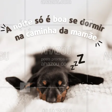 posts, legendas e frases de assuntos variados de Pets para whatsapp, instagram e facebook:  Pet companheiro até na hora de dormir? Aqui temos! ?#pets #boanoite #AhazouPet #ilovepets #dogs