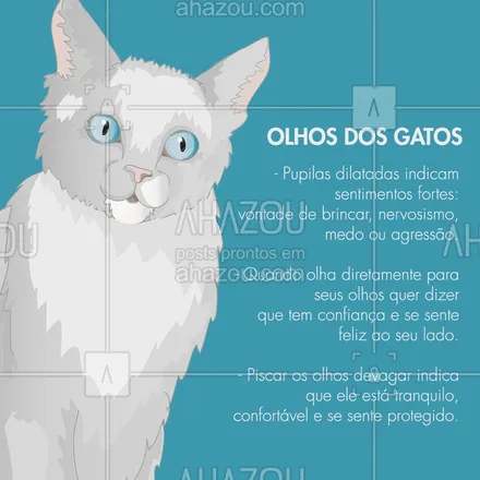 posts, legendas e frases de assuntos variados de Pets para whatsapp, instagram e facebook: Você sabia? Os olhos dos gatos expressam muito o que eles estão sentindo! #gato #ahazoupet #pet #olhosdegatos #gatos #curiosidadespet