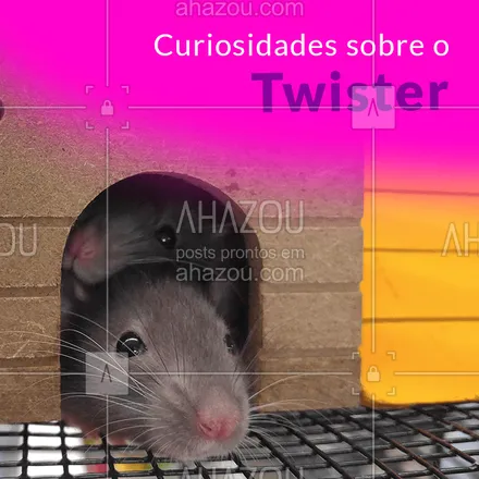 posts, legendas e frases de veterinário para whatsapp, instagram e facebook: Eles são fofos, curiosos e muito simpáticos. Conheça um pouco mais sobre o twister:
.
? Eles também são conhecidos como Mercol e em inglês é chamado de Fancy Rat. Muito chique, como diz o nome em ingês, não é mesmo? 
.
? Eles são muito divertidos e sociáveis, ideais para famílias ou pessoas que querem ter um bichinho que não demanda muito espaço;
.
? Diferentemente do hamster que prefere ficar sozinho, o twister gosta de companhia, mas cuidado se for optar por um casal, eles podem se reproduzir com rapidez e gerar dezenas de filhotes em um curto espaço de tempo. 
.
? Não tenha muitos twisters em uma única gaiola. A superlotação pode deixá-los agressivos e chegando a provocar o canibalismo. 

#Twister #Roedores #AhazouPet #DicadeVet #Veterinário #Vet #Cuidados #Fatos #Curiosidades #LoucosporPet #MãedePet #PaidePet