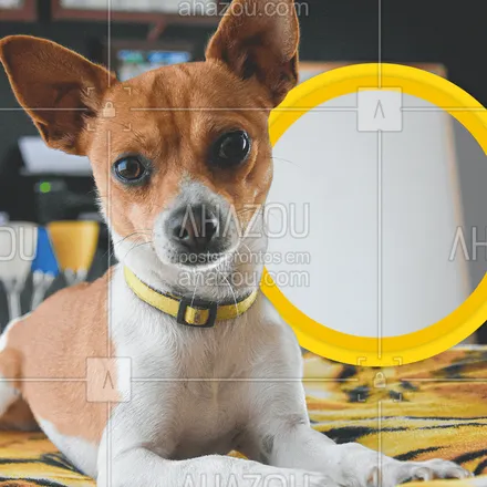 posts, legendas e frases de petshop para whatsapp, instagram e facebook: Confira esses e todos os produtos de nosso catálogo online! #AhazouPet #instapet #petshop #delivery #petshoponline