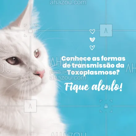 posts, legendas e frases de veterinário para whatsapp, instagram e facebook: A transmisão pode ocorrer através da água contaminada, alimentos contaminados, transfusão sanguínea, predação de pequenos roedores e aves (no caso dos felinos) entre outros.#AhazouPet #toxoplasmose #medicinaveterinaria  #medvet  #veterinarian  #veterinario 