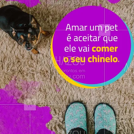 posts, legendas e frases de petshop para whatsapp, instagram e facebook: Todo mundo sabe que a comida favorita do seu pet é o seu chinelo. #AhazouPet #petshop #pets #chinelo #engraçado