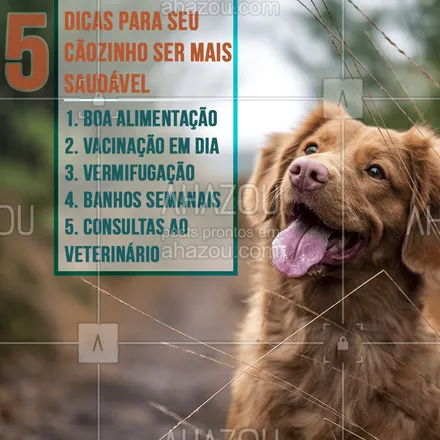 posts, legendas e frases de assuntos variados de Pets para whatsapp, instagram e facebook: Seguindo essas 5 dicas, seu cão com certeza será muito mais feliz e saudável! #pets #ahazou #cachorro #dog #petshop 
