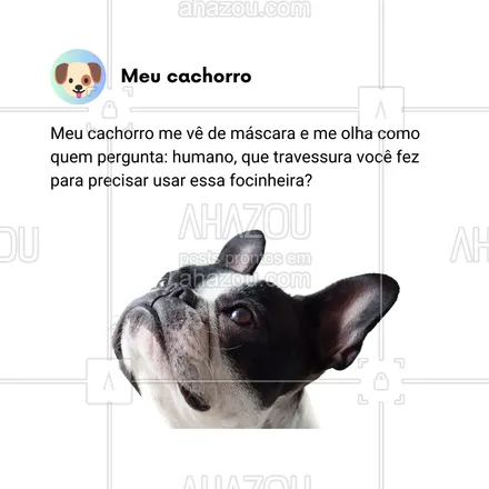 posts, legendas e frases de dog walker & petsitter, veterinário, petshop, assuntos variados de Pets para whatsapp, instagram e facebook: Quando coloco a máscara, meu cachorro me lança aquele olhar suspeito, tipo: 'Humano, o que você aprontou pra precisar usar essa focinheira?' 😂🐶 Alguém mais sendo julgado pelo doguinho?

#AhazouPet #JulgadoPeloCachorro #CachorroSuspeito #VidaComDog #OlharDeCulpado #HumorCanino