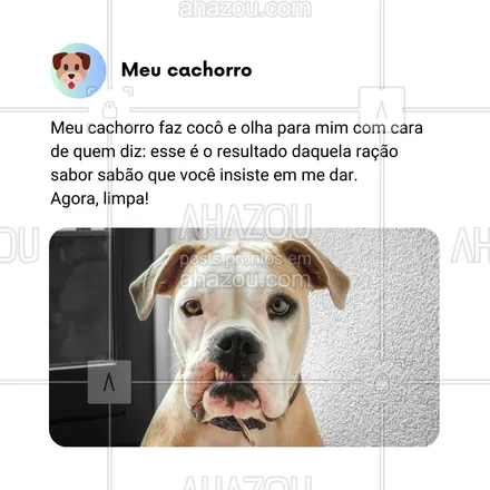 posts, legendas e frases de dog walker & petsitter, veterinário, petshop, assuntos variados de Pets para whatsapp, instagram e facebook: Meu cachorro não fala, mas aquele olhar depois de fazer cocô diz tudo: 'Tá vendo? Esse é o resultado daquela ração com gosto de sabão que você insiste em me dar. Agora, limpa aí, humano!' 😂 Alguém mais passa por essas 'broncas silenciosas'? 🤦‍♂️🐾

#AhazouPet #HumorDeCachorro #OlharDeReprovação #VidaDeDono #CachorroSincero #LimpaAíHumano