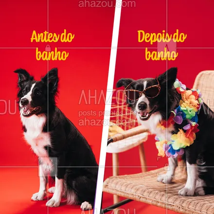posts, legendas e frases de petshop para whatsapp, instagram e facebook: Seu pet merece um banho de respeito! Traga ele aqui ? #AhazouPet #instapet #banhoetosa #tosahigiênica #petshoponline #pet #banho #frases #engraçado #cachorro #dog