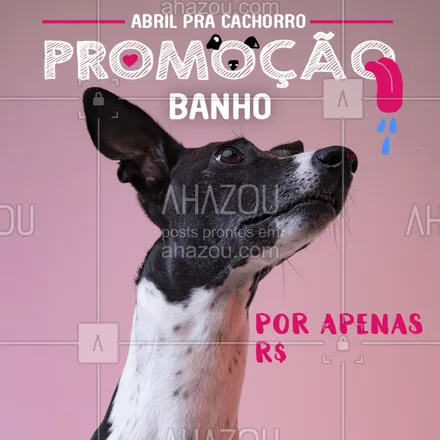 posts, legendas e frases de assuntos variados de Pets para whatsapp, instagram e facebook: Aproveite o mês de abril para dar um banho caprichado no seu cãozinho!
#cão #pet #ahazou #banho