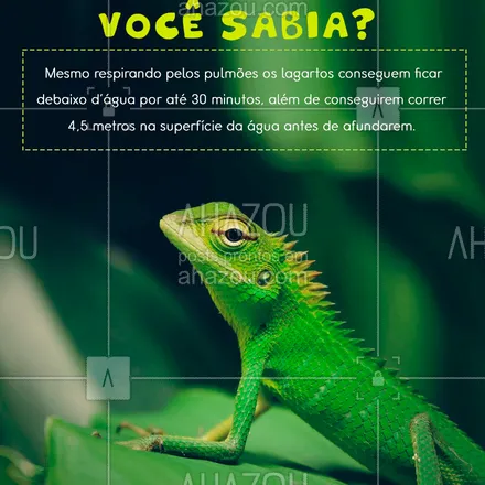 posts, legendas e frases de assuntos variados de Pets para whatsapp, instagram e facebook: Os lagartos geralmente são encontrados nas florestas da América Latina e são bons nadadores. ? #AhazouPet #lagartos #répteis #curiosidade #mundoanimal
