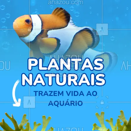 posts, legendas e frases de assuntos variados de Pets para whatsapp, instagram e facebook: Além de deixar o aquário mais bonito, as plantas naturais ajudam no equilíbrio da água, absorvem nutrientes e reduzem o estresse dos peixes.
Crie um ambiente o mais próximo possível da natureza. 🌱
#plantasaquaticas #aquarioplantado #cuidadoscompeixes #aquarismoverde #vidaemharmonia