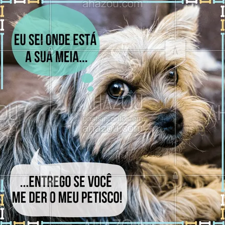 posts, legendas e frases de assuntos variados de Pets para whatsapp, instagram e facebook: Ah sua pestínea! #cachorro #ahazou #pet #engracado #petahazou 
