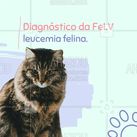 posts, legendas e frases de veterinário para whatsapp, instagram e facebook: O diagnóstico é feito através de um teste para FeLV. Caso o seu gato apresente algum sintoma dessa doença, entre em contato conosco e traga o seu gato para fazer o teste. 📲🐱 #FeLV #leucemiafelina #gatos #felinos #AhazouPet #medicinaveterinaria  #medvet  #clinicaveterinaria  #petvet  #vet  #veterinaria  #veterinarian  #veterinario  #veterinary  #vetpet 