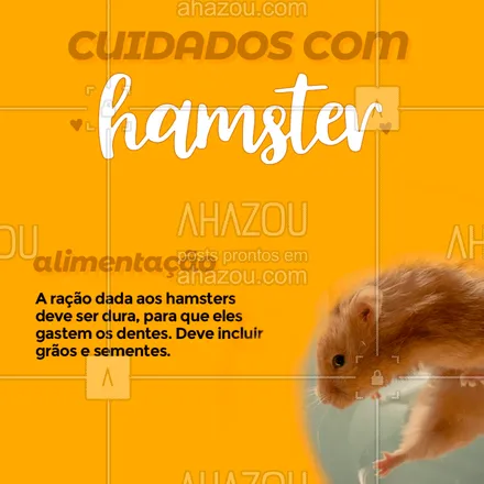 posts, legendas e frases de assuntos variados de Pets para whatsapp, instagram e facebook: Saiba dos cuidados ao ter um hamster em casa!
#ahazou #hamster #pet #animaisdeestimacao #cuidado