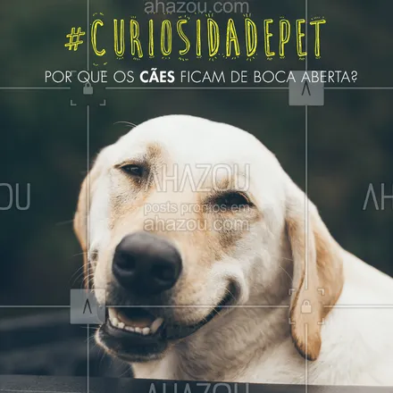 posts, legendas e frases de assuntos variados de Pets para whatsapp, instagram e facebook: Os cães não possuem glândulas sudoríparas, por isso não conseguem suar pela pele/pelos. Por isso, a boca serve para transpirar e controlar a temperatura do corpo! #pets #ahazoupet #cachorro